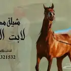 منشد شيلات شاعر جزل