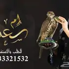منشد شيلات شاعر جزل