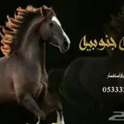 منشد شيلات شاعر جزل