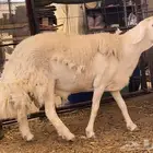 فحل حري صنف الصنف ثني