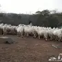 مراح غنم حري بالكامل عدد 400 راس ..