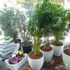 تنسيق حدائق وزراعة