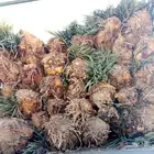 ابو عبدالله لتوريد جميع انواع النخيل سعر مناسب