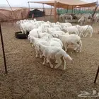 غنم خلافات العدد 41تحتها 40