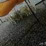 طليان حريه