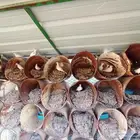 زيبرا دوف ابيض ماسي قمري محميه