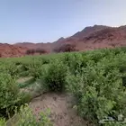 حناء ينبع مطحون 