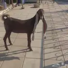 جفره حجازيه هولنديه نادره لون وراس وجرم