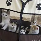 قطط مهجنة صغيره للبيع