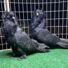 زوج حمام بلجيكي (تم البيع)