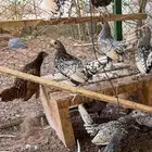 دجاج سبرايت المجموع 12