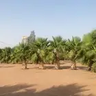أشجار زيتون وحمضيات ونخل واشنطن