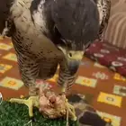 وفرنا خلطه ل الصقور