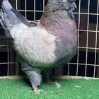 ذكر مودينا اوبل