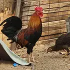 ديك عربي اصيل ودجاجتين بلدي