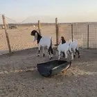 لبيع عنز مشروكه طيبه