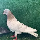 صنعاني صنعاوي