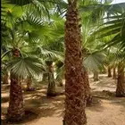 نخل واشنطن أمريكي جميع المقاسات متوفره مع التوصيل والغرس