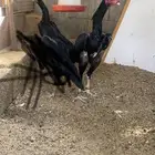 الماني هزاز زوج   تم البيع