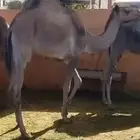 قعود مفرود بلدي 9-10 اشهر