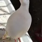 حجل ذكر روسي