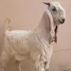 تيس مستقبل فحل مزاين