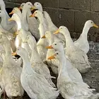 بط بكيني العمر 5 أشهر
