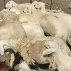 ضان حرش جروم للبيع