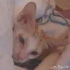 قط منقذ مهدد بالطرد من المنزل