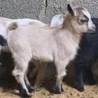 ماعز قزمي