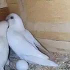 ازواج روز منتجه