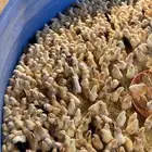 للبيع صوص دجاج بلدي