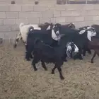 تيوس جبره