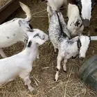 تيوس
