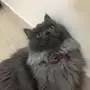 قطط للبيع 