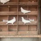 حمام فرنسي جامبو