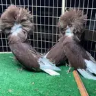 حمام جاكوبين