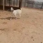 تم البيع للبيع عنز رباع حايل مقفله