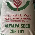 بذور برسيم أمريكي