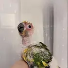 فرخ صن كنيور (انتاج محلي ) صبغه