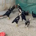 شامو الماني فروخ
