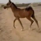 فرس  مهره  مشبيها