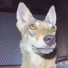 ذياب