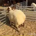 خروف نعيمي ممتاز