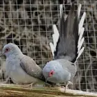 جوز يمام ماسي الملكي