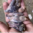 فروخ جاوا كل الالوان