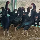 شامو الماني و سندي