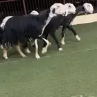 نجد مواليد متاويم