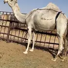 خفوت رمانيه