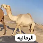 جذعه رمانيه ضروبه
